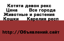 Котята девон рекс › Цена ­ 1 - Все города Животные и растения » Кошки   . Карелия респ.